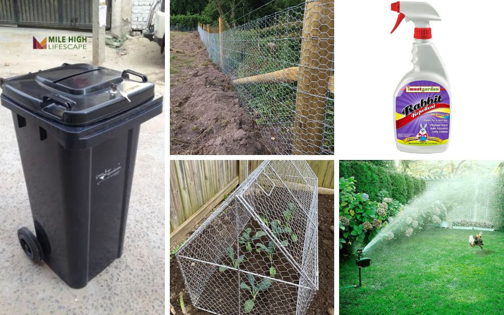 How to Get Rid of Rabbits in My Yard (Part 1)