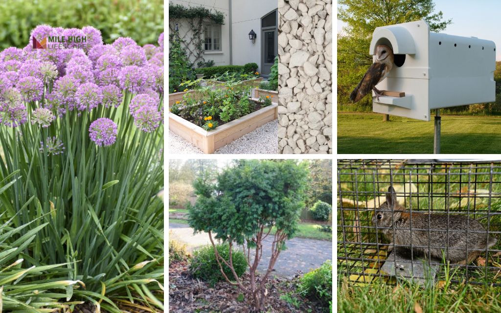 How to Get Rid of Rabbits in My Yard (Part 2)