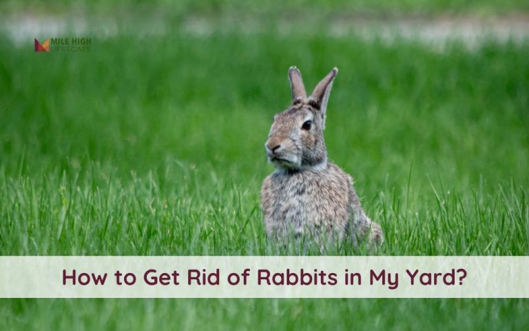 How to Get Rid of Rabbits in My Yard with 10 Natural and Legal Methods