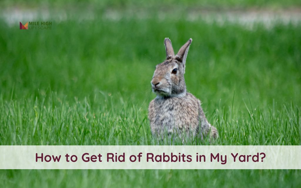 How to Get Rid of Rabbits in My Yard with 10 Natural and Legal Methods