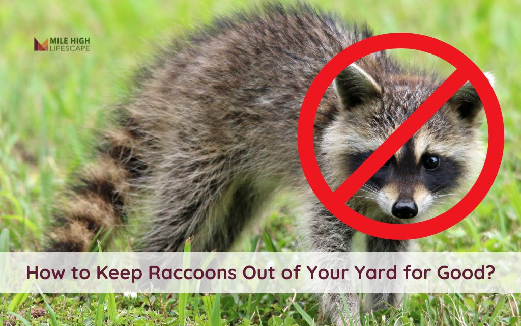 How to Keep Raccoons Out of Your Yard? Denver’s 10 Top Removal Tips Inside