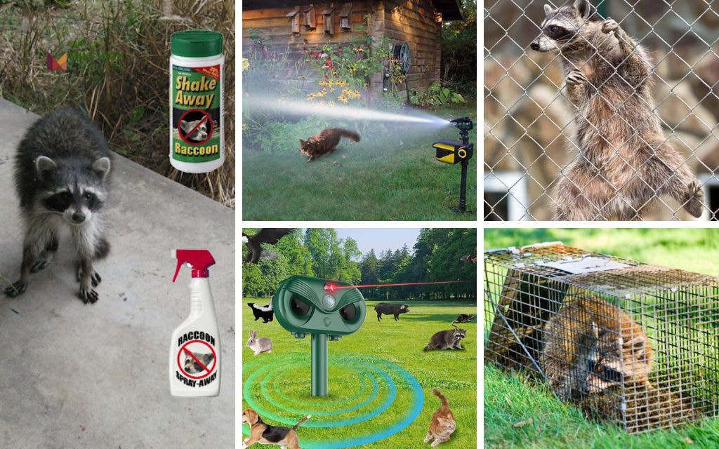 How to Keep Raccoons Out of Your Yard (Part 2)