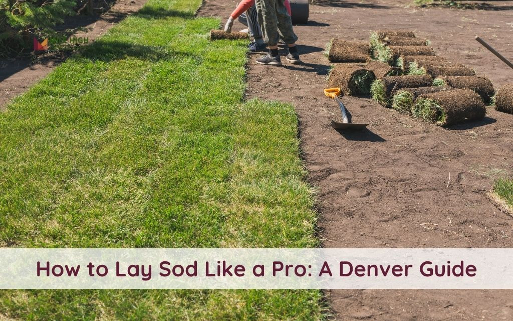 How to Lay Sod Like a Pro: A Denver Guide to Soil Prep and Lawn Success