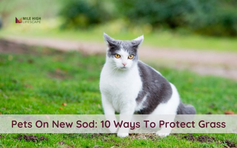 How to Prevent Damage from Pets on New Sod: 10 Best Practices for Pet Owners