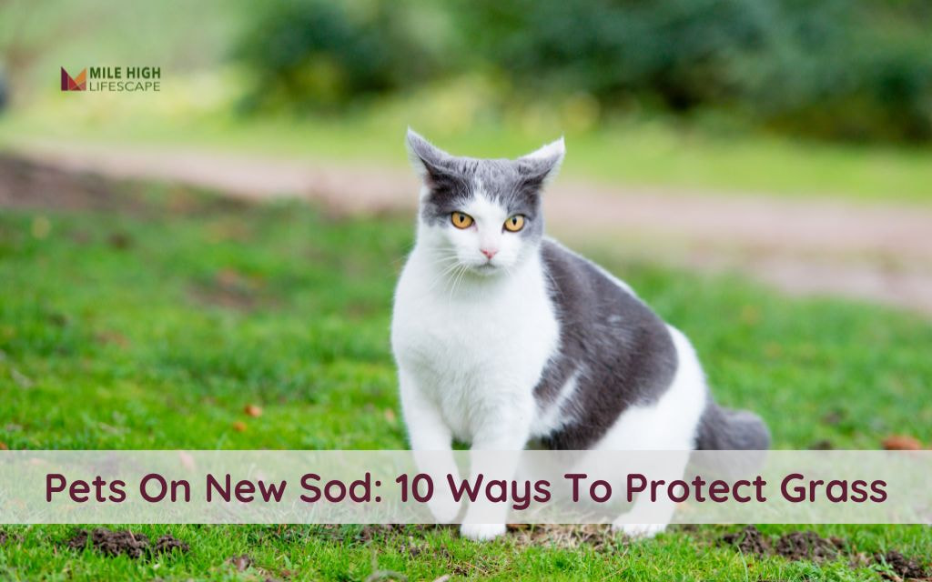 How to Prevent Damage from Pets on New Sod: 10 Best Practices for Pet Owners