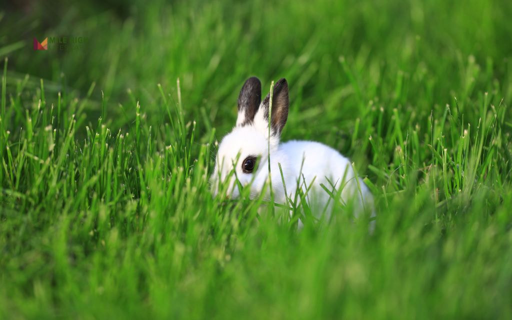 How to Prevent Rabbits from Coming Back