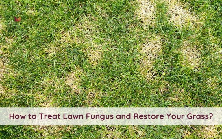 How to Restore a Lawn Afflicted with Fungus: Complete Guide for Denver Homeowners