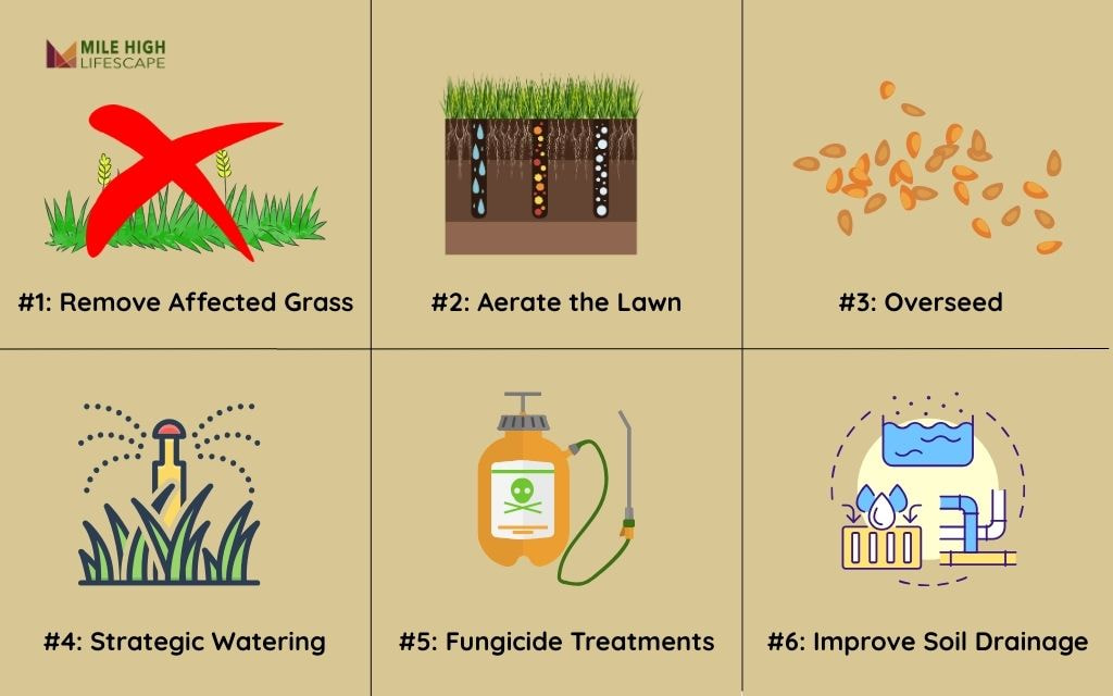 How to Restore a Lawn Afflicted with Fungus (Part 1)