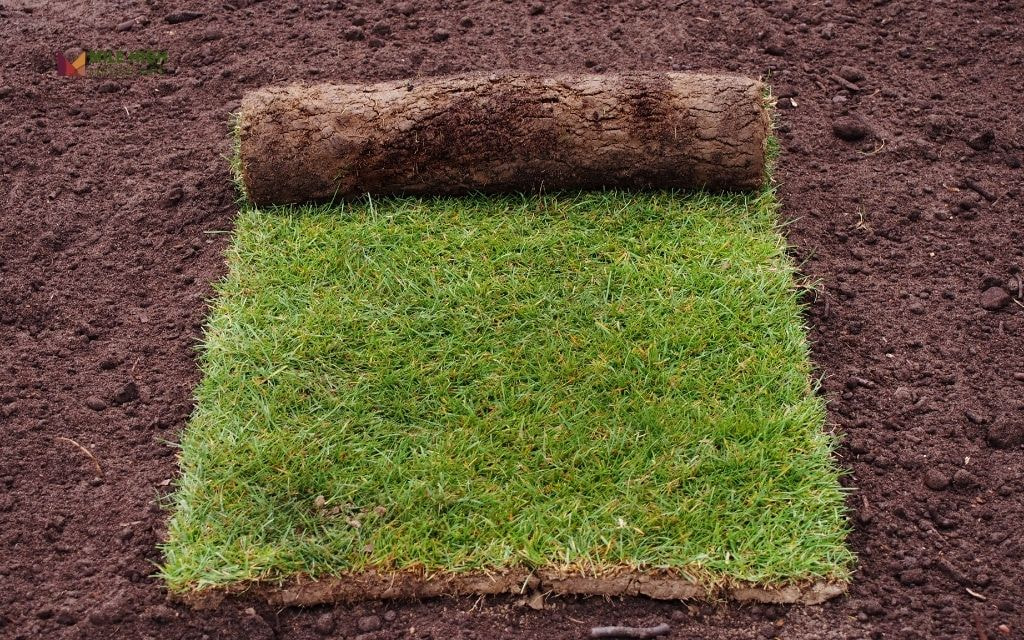 How to Revive Browning Sod