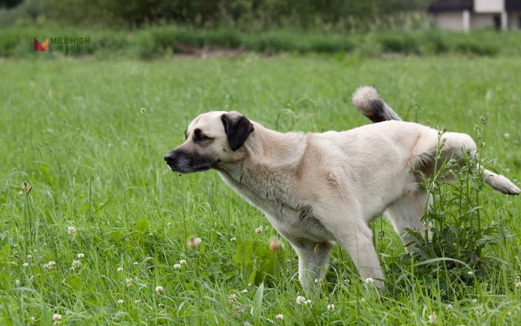 How to Treat Dog Urine Damage on Sod