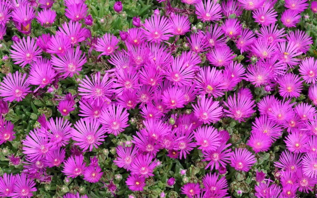 Ice Plant