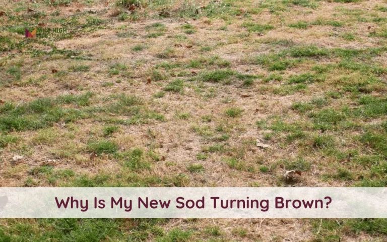 Identifying 9 Causes of New Sod Turning Brown and Implementing Solutions