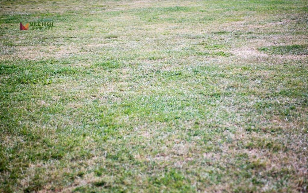Is It Normal for New Sod to Turn Brown?