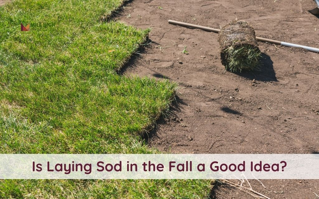 Is Laying Sod in the Fall a Good Idea? Denver Expert Insights For Success You Should Know