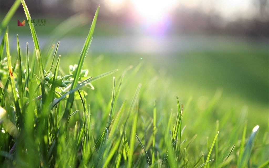 Lawn Recovery Tips if You Mowed at the Wrong Time