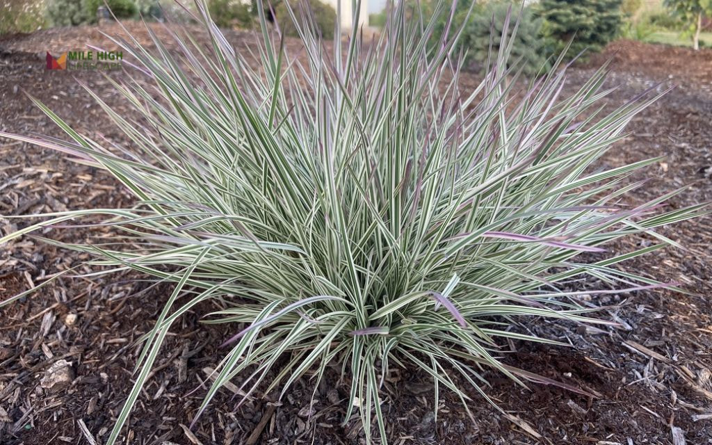 Little Bluestem