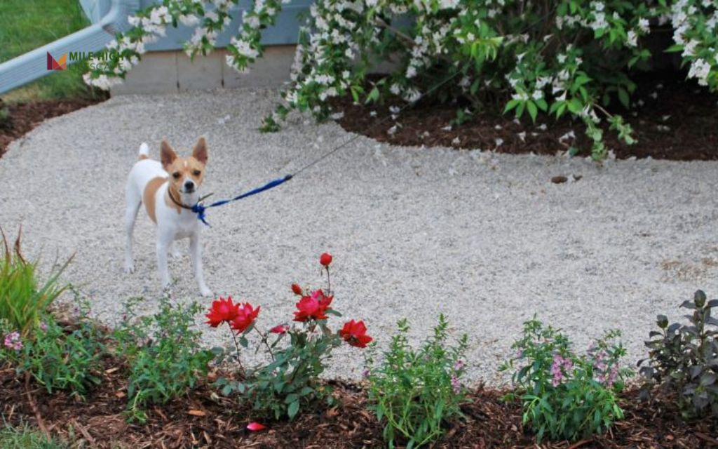 Low-Water Lawn Patch for Play