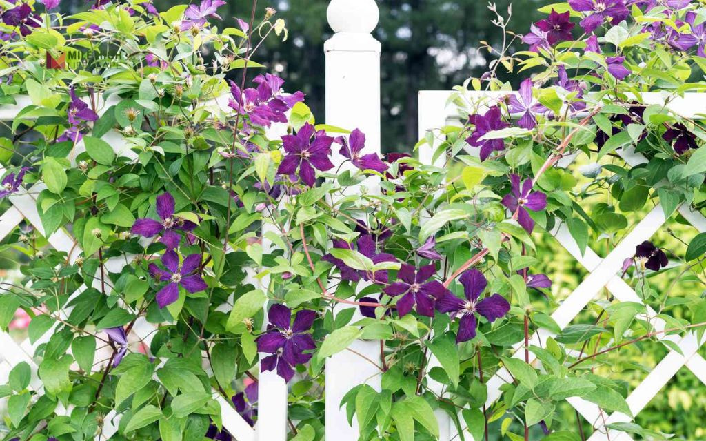 Mixed Shrub Buffer for Fence Lines