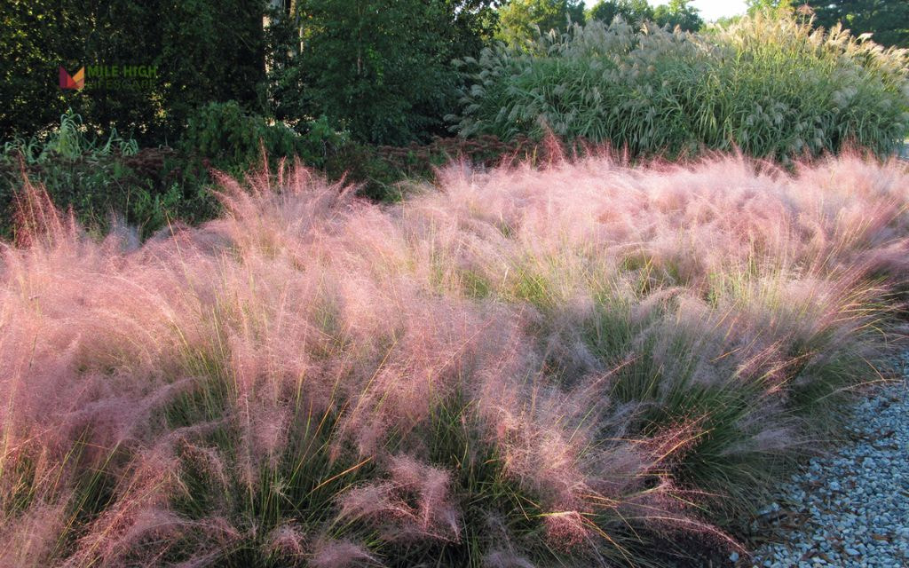 Muhly Grass
