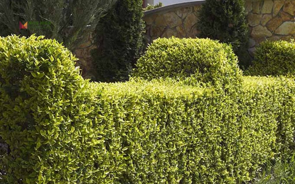 No-Dig Privacy Border Using Dense Shrubs
