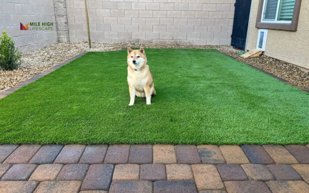 Paw-Friendly Grass Alternatives