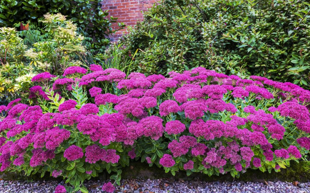 Perennial Pollinator Border for Driveways
