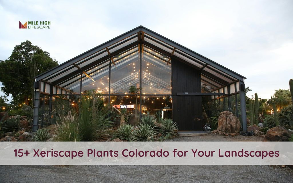 Planning a Xeriscape Garden? Top 15+ Plant Picks for Colorado's Climate and Soil