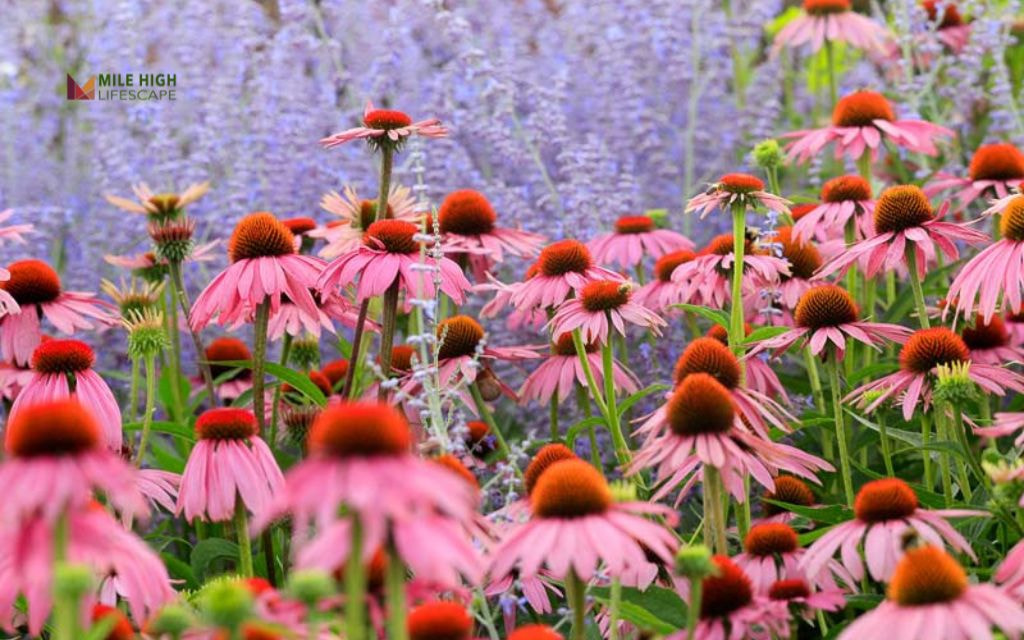 Purple Coneflower