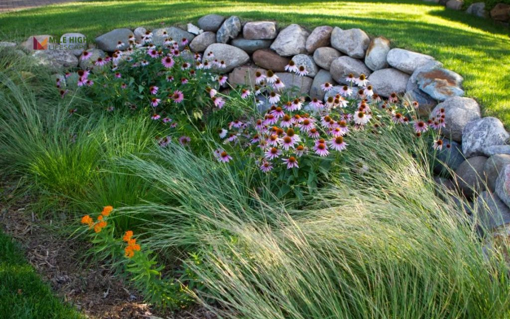 Rain Garden with Native Wildflowers