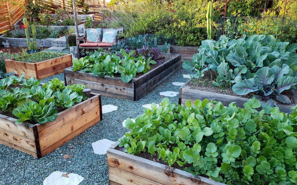 Raised Beds with Path Buffer