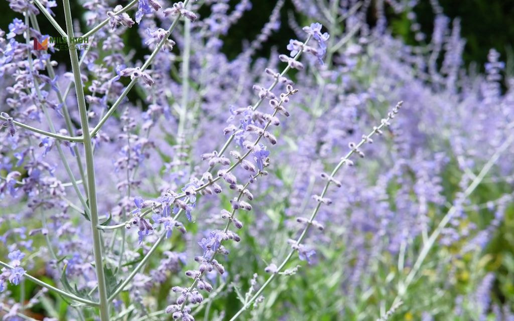 Russian Sage