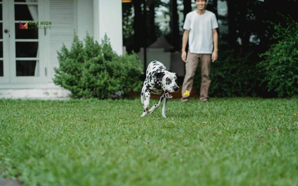 Safe Materials to Use in Dog-Friendly Xeriscape Backyard