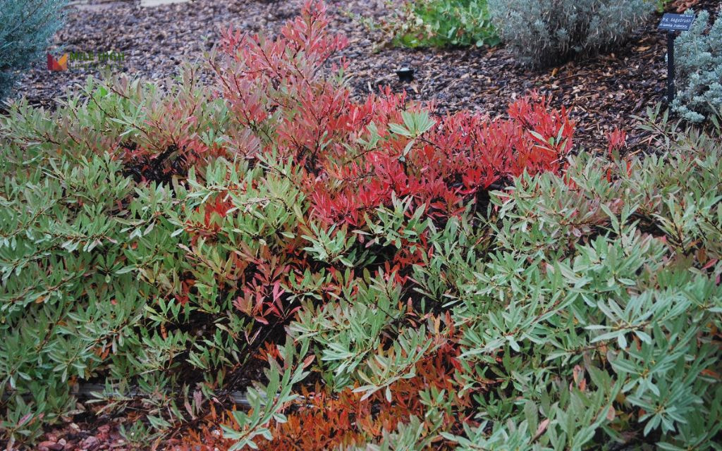 Sand Cherry