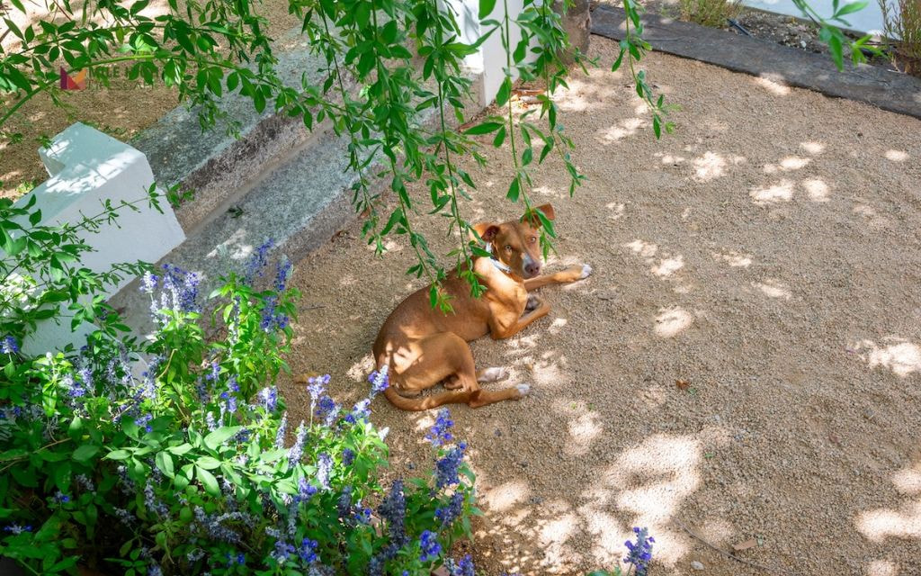 Shade Canopy Area with Outdoor Cooling Mat