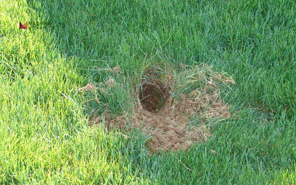 Signs Rabbits Are in Your Yard