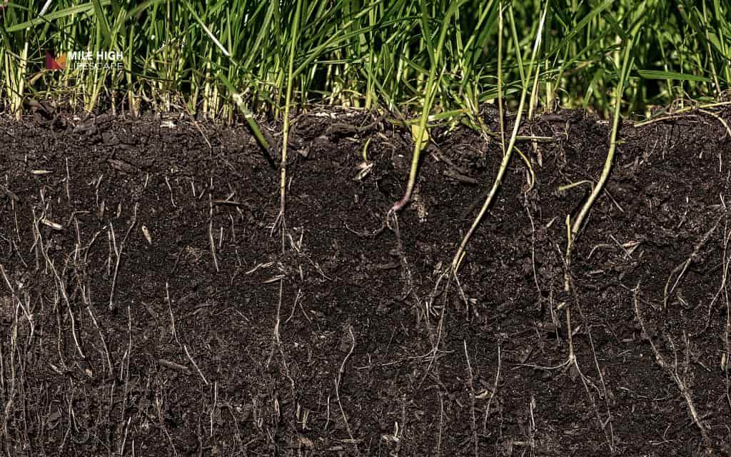Soft Spots in Yard Causes: Soil composition issues