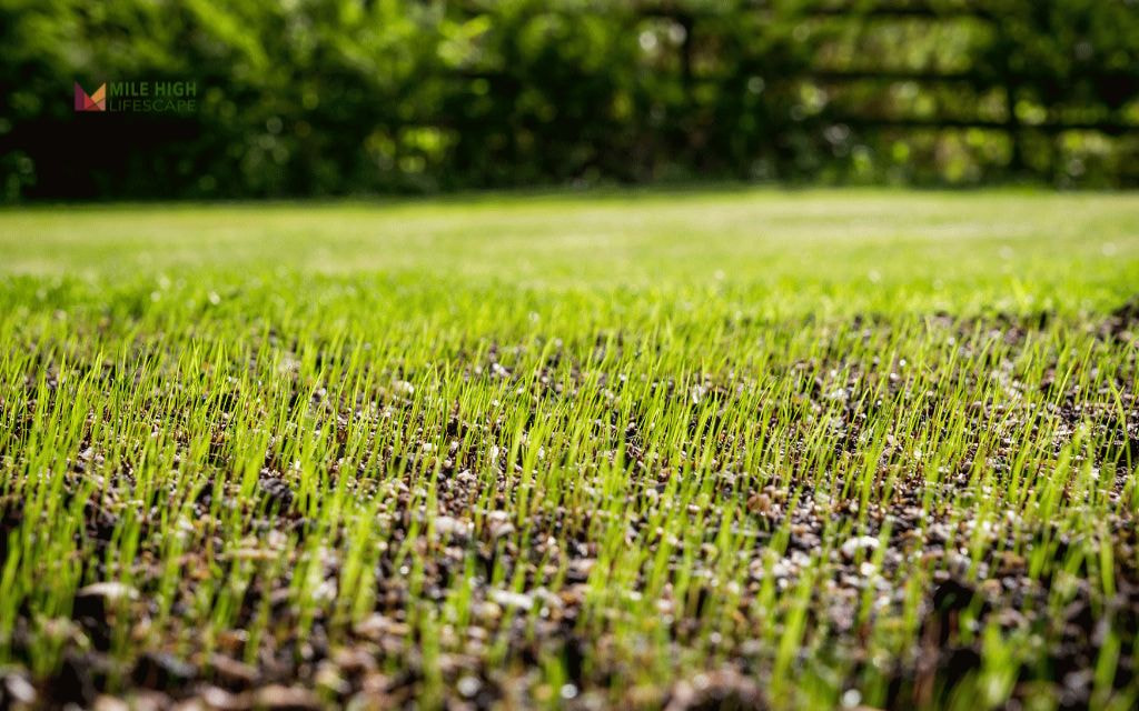 Step-by-Step Guide to Planting Grass Seed in Summer