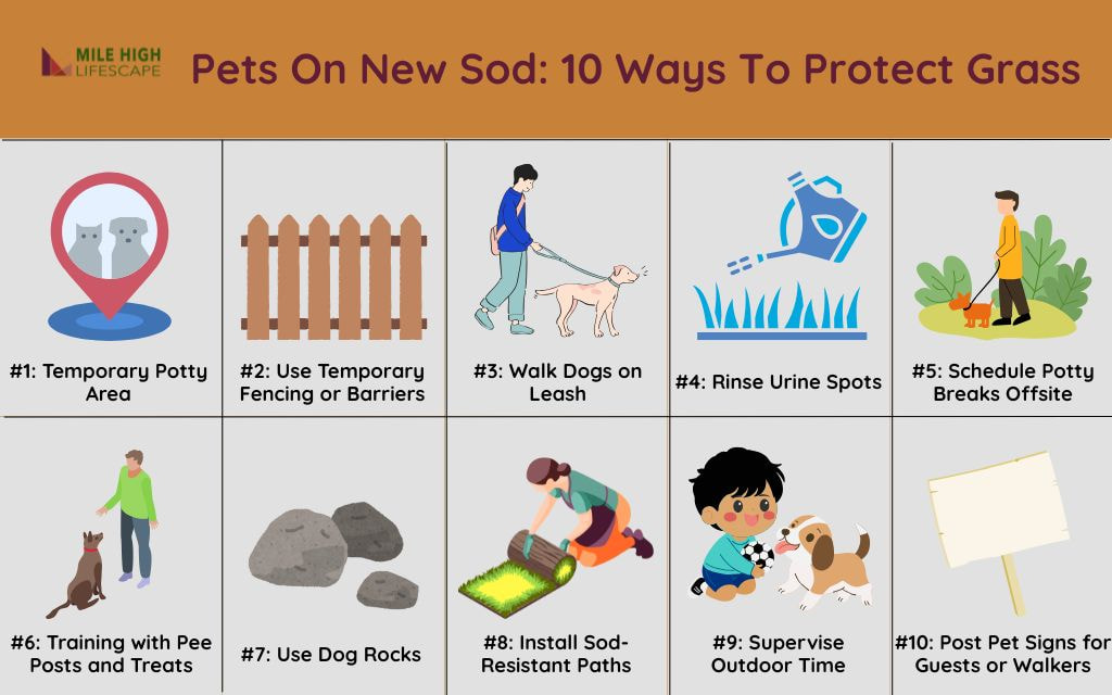 Top 10 Best Practices to Limit Damage from Pets On New Sod