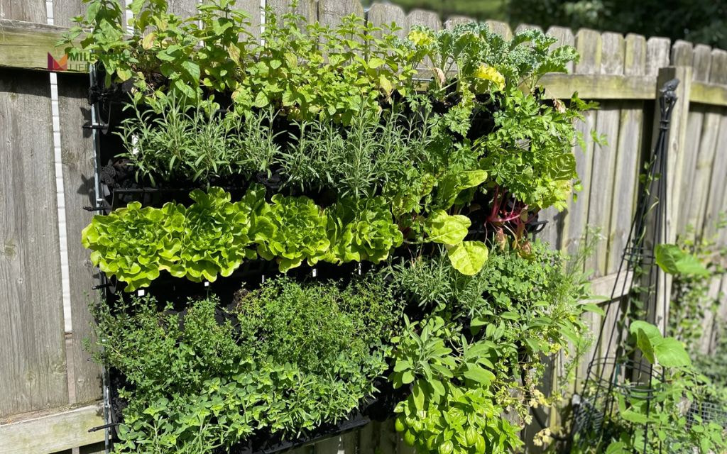 Vertical Wall Planter with Herbs