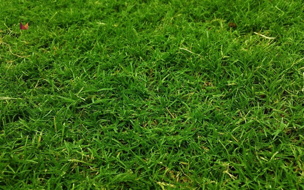 What Grass Types in Denver Need Dethatching and How Often?