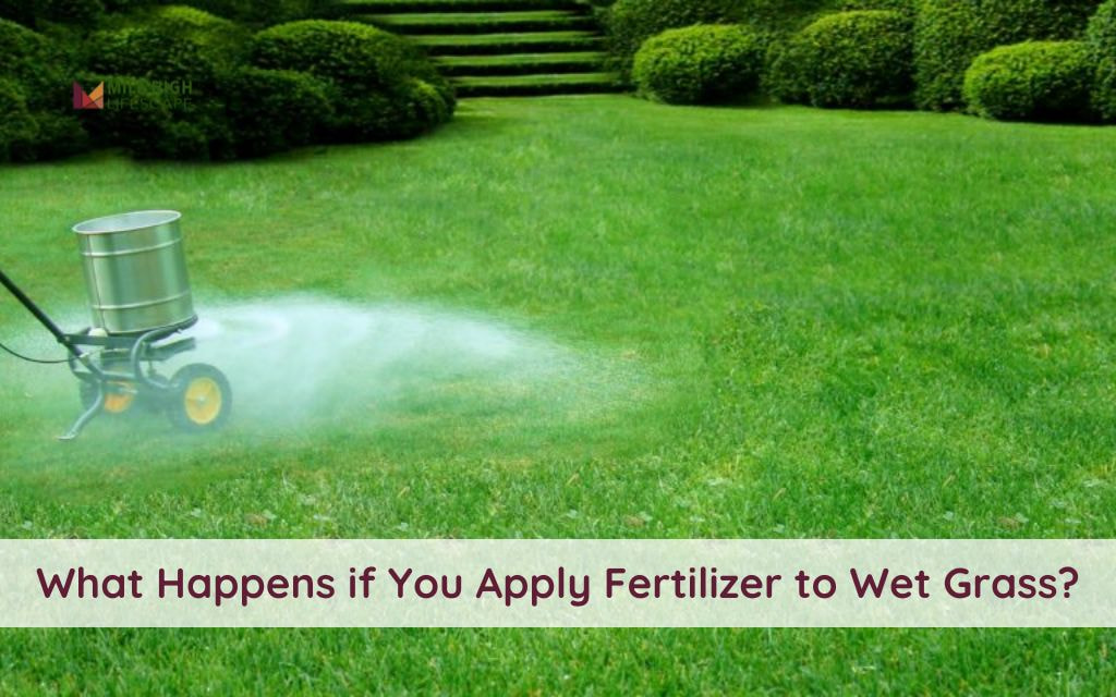 What Happens if You Apply Fertilizer to Wet Grass? What Denver Homeowners Need to Know