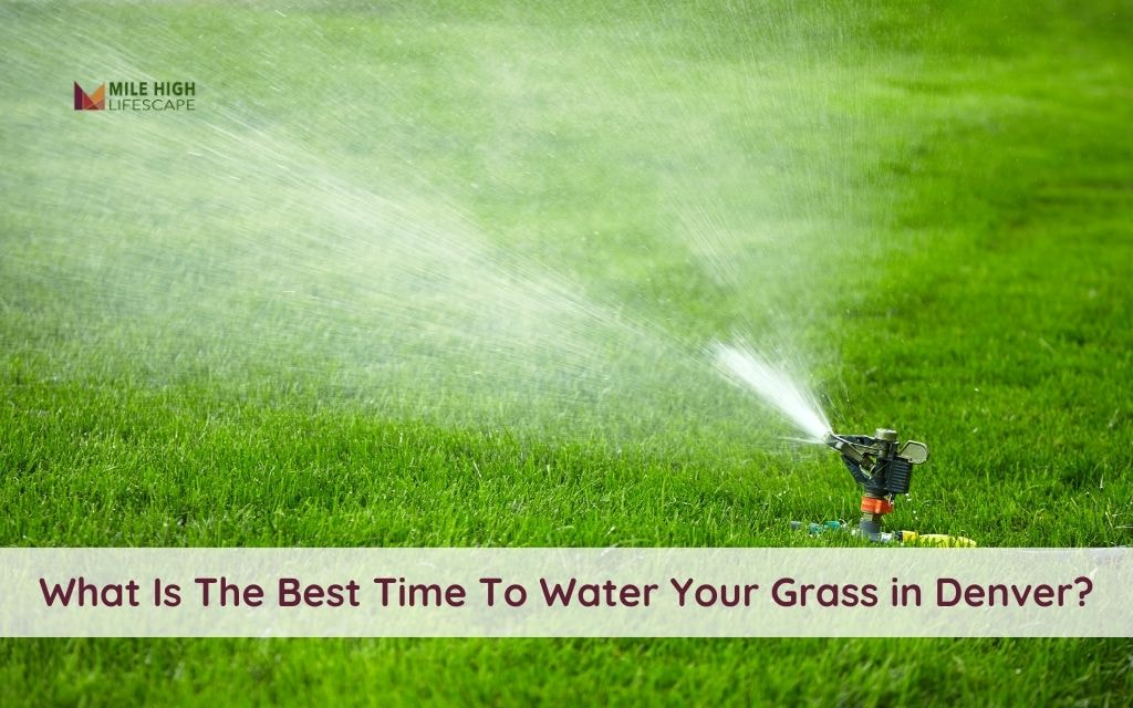 What Is the Best Time to Water Your Grass to Maximize Lawn Health in Denver?