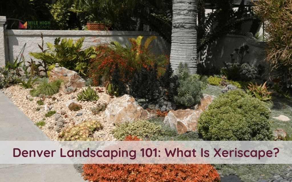 What Is Xeriscape? Exploring Sustainable Landscaping Options for Denver Yards