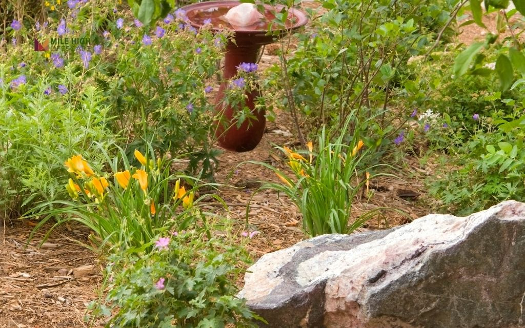 What Is Xeriscape?