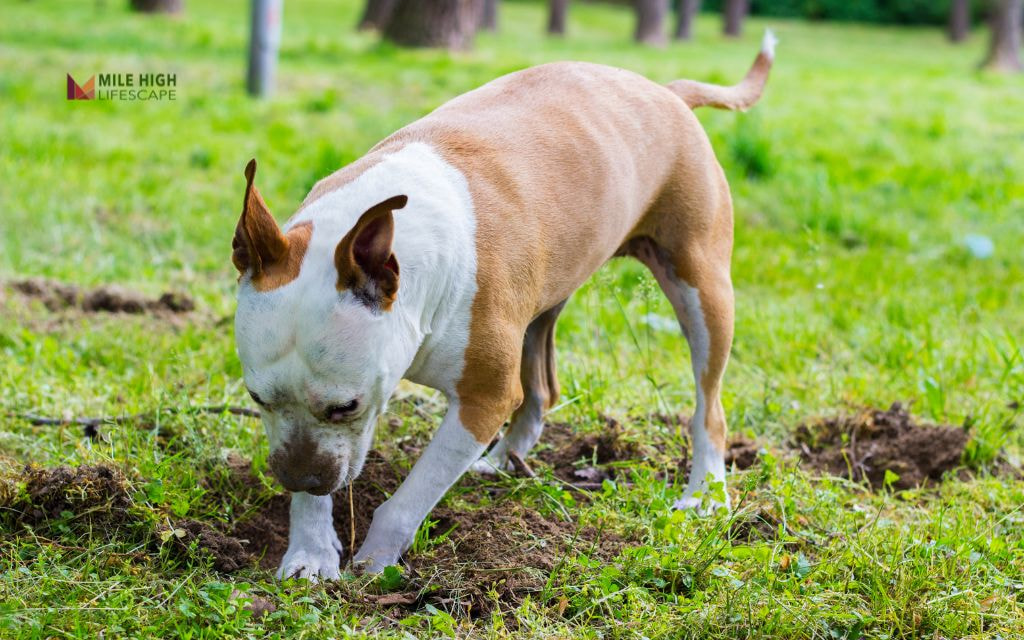 What Pet Behavior Damages Sod Most - and Why
