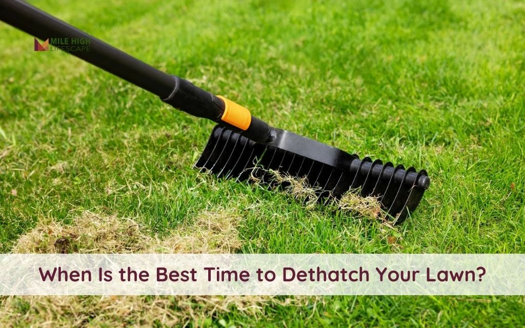 When Is the Best Time to Dethatch Your Lawn? Denver's Seasonal Guide for Thatch Control
