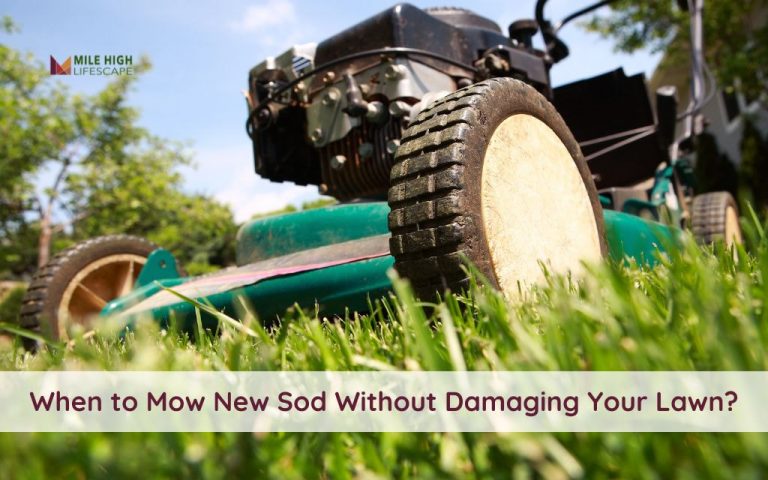 When to Mow Your Sod for the First Time: Expert Guide for a Strong Lawn