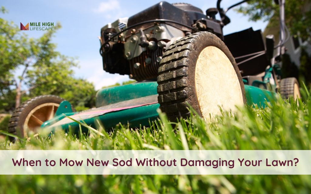When to Mow Your Sod for the First Time: Expert Guide for a Strong Lawn