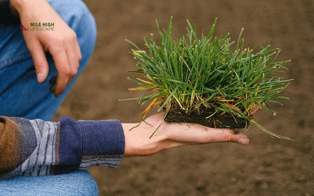 Why You Shouldn't Walk on Your Grass Too Early?