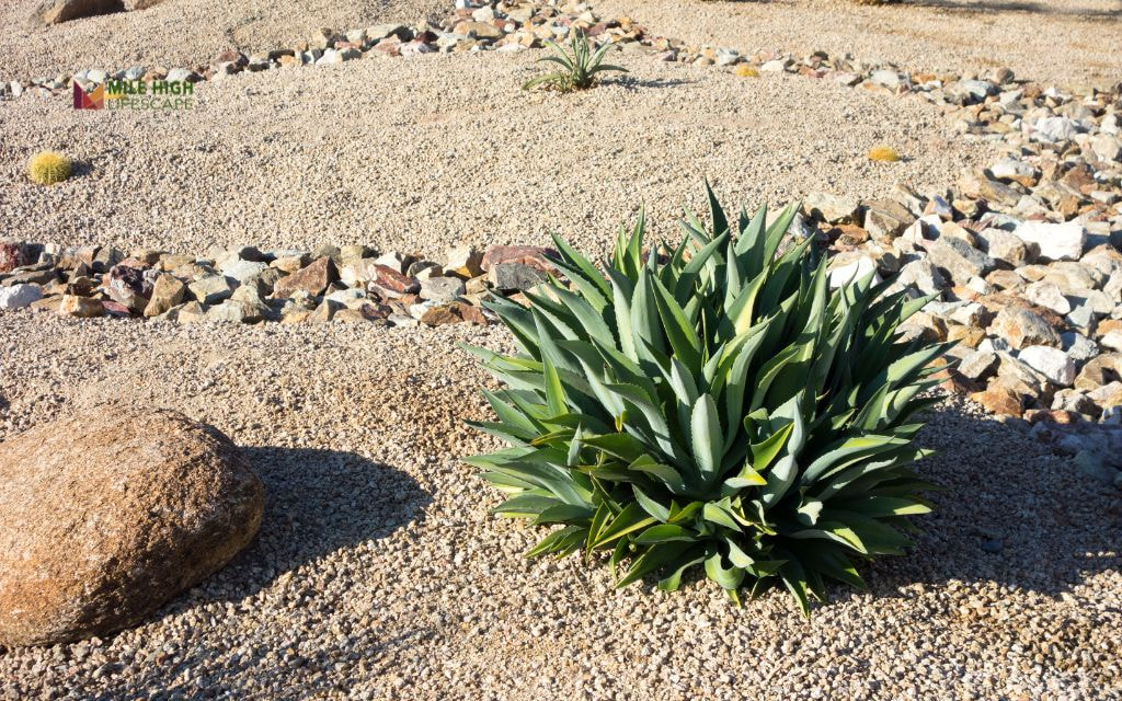 Xeriscape Cost for Plants and Materials